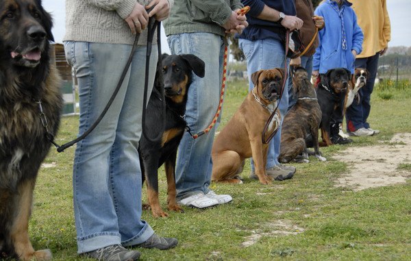 グループトレーニング中の犬たち