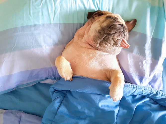 ブルーのお布団で枕を使って眠るパグ