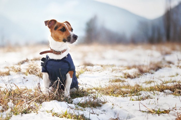 洋服を着た犬と雪景色