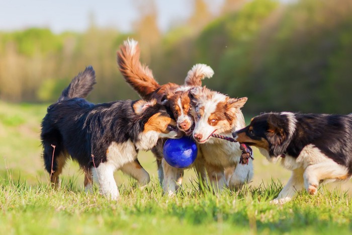 おもちゃで遊ぶ4頭の犬