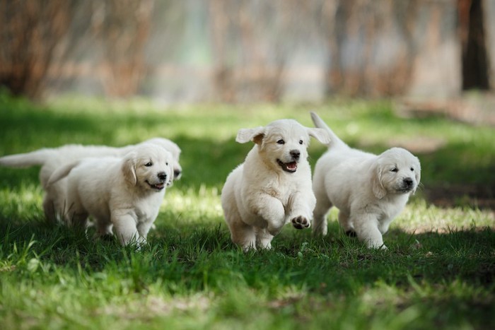 芝生を走るゴールデンレトリバーの子犬たち
