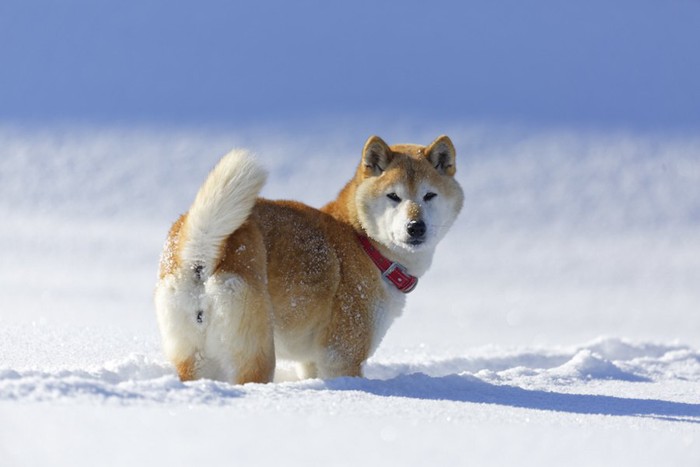 雪の中で振り返る柴犬