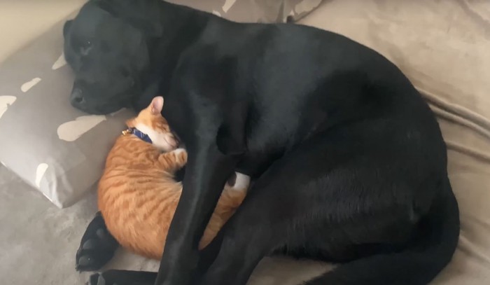 抱き合って眠る犬と猫