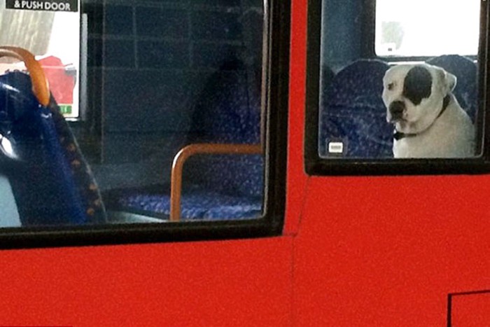 バスの中から外を見ている犬