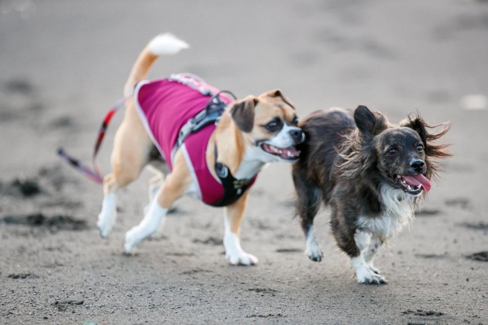 砂浜を走る2頭の犬