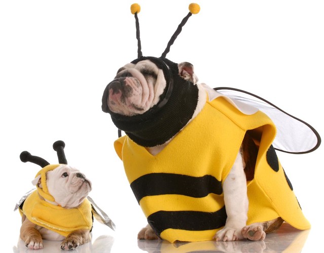 蜂のコスプレをしている犬の親子