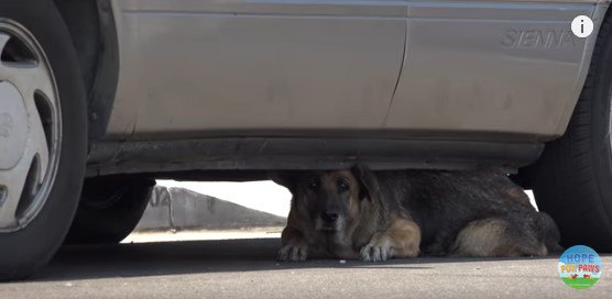 車の下からのぞく犬