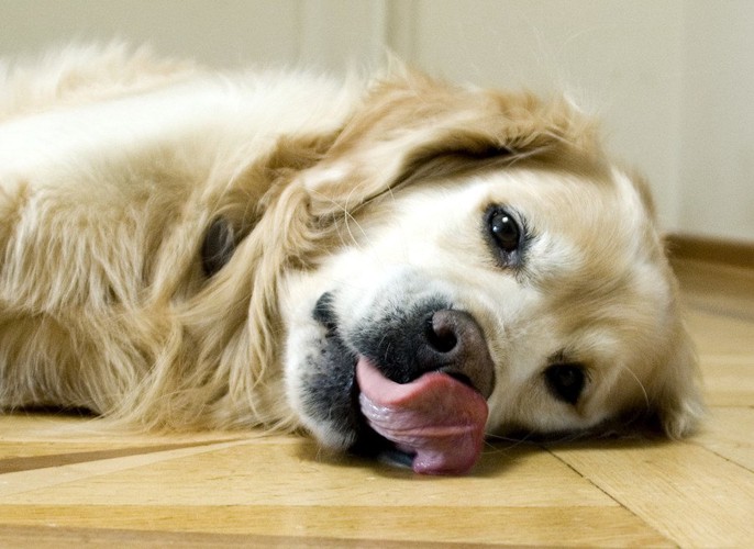 舌を出して鼻を舐めている犬