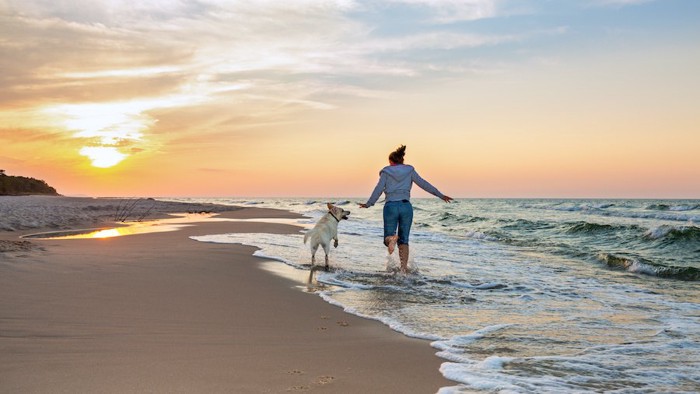 海辺を飼い主と一緒に走る犬