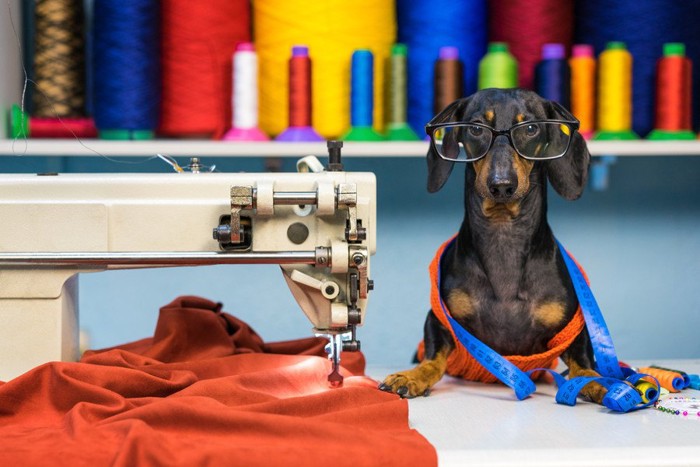 裁縫をする犬