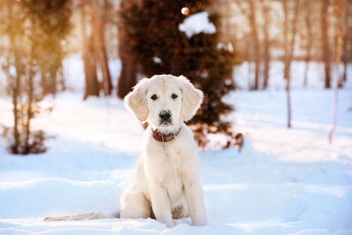 雪の上に座る白いゴールデンレトリバーの子犬
