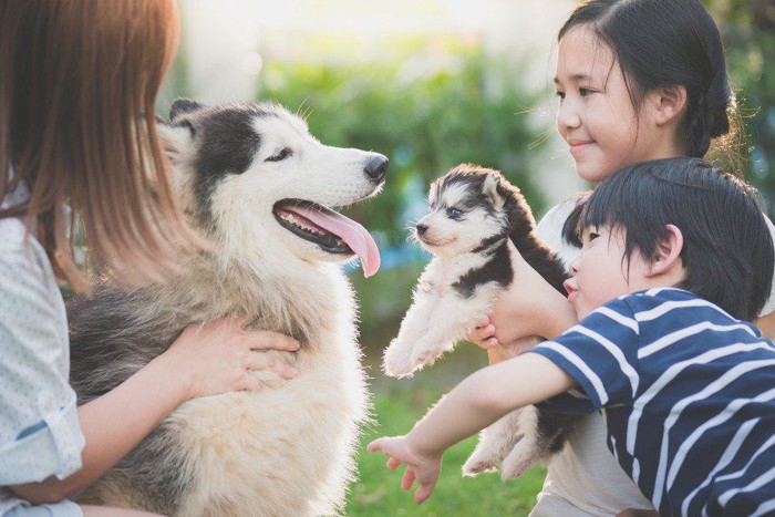 ハスキーの成犬と子犬、家族