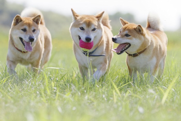 楽しそうに芝生で遊ぶ柴犬たち