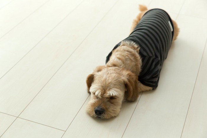 リビングの床に伏せる服を着た犬