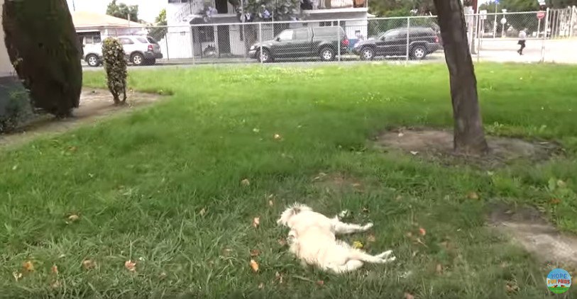 芝生で眠る犬