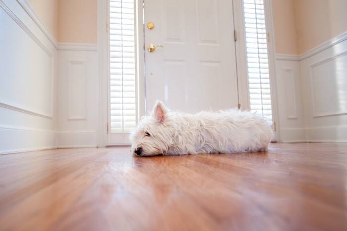 玄関の前で待つ白い犬