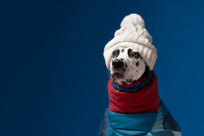 ニット帽をかぶって防寒着を着ている犬