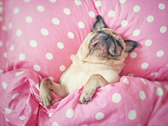 水玉模様のベッドで気持ちよさそうに眠る犬