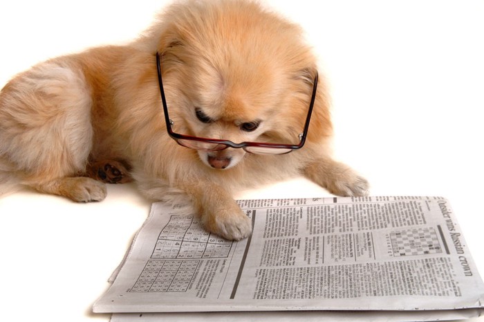 新聞を読む犬
