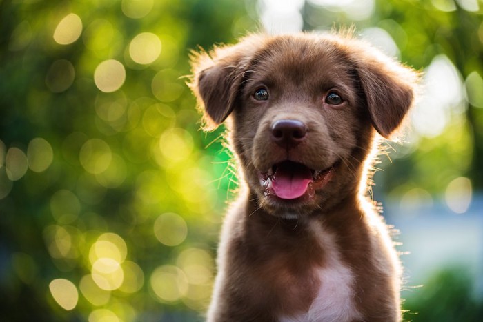 笑顔の茶色い子犬