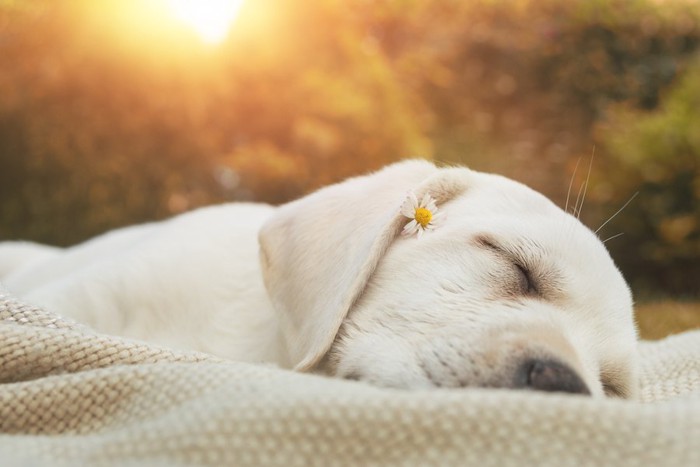 小さな花を顔に乗せて眠る犬