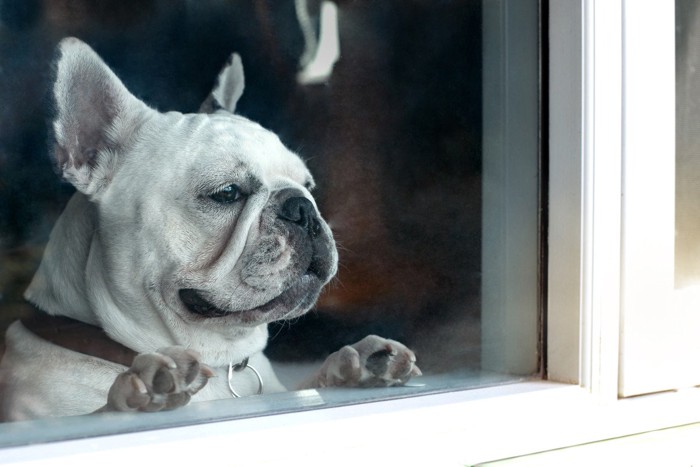 伸び上がって窓を覗き飼い主を迎えようと待つ犬