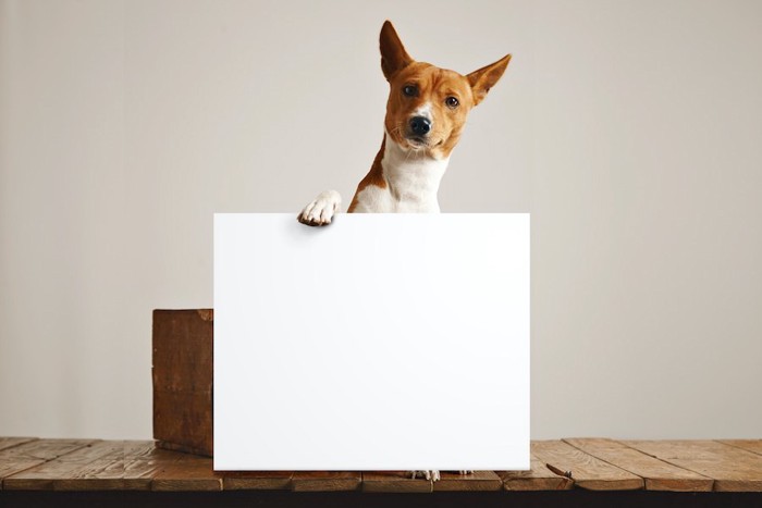 白紙のボードに手を掛ける犬