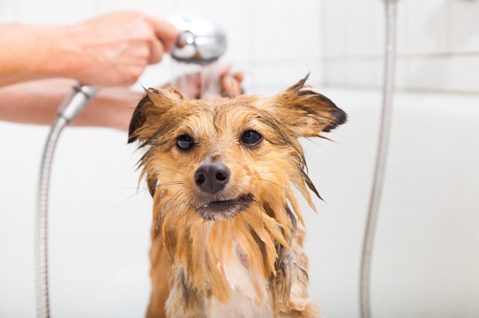 浴室でシャワーを浴びて濡れている犬