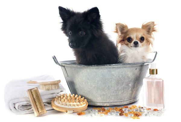 ː洗い桶に入っている二匹の犬