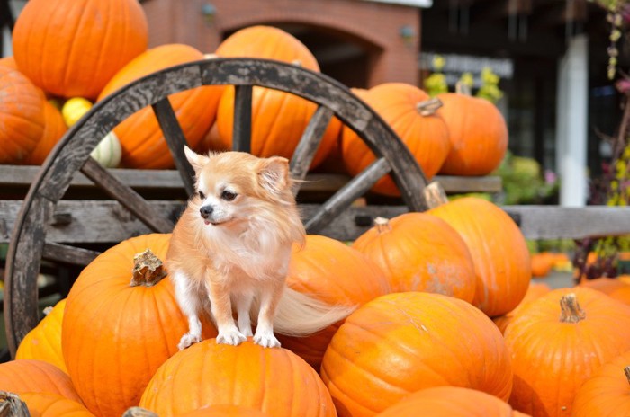 かぼちゃに乗る犬