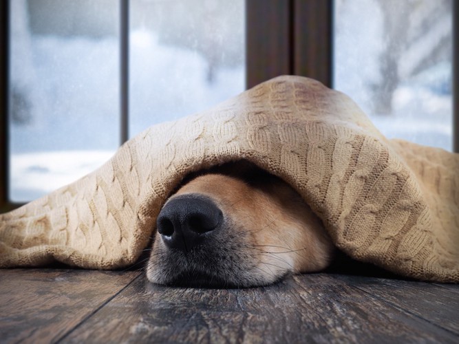 毛布に入って顔を隠す犬