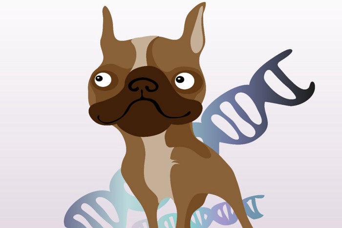 犬とDNAのイラスト