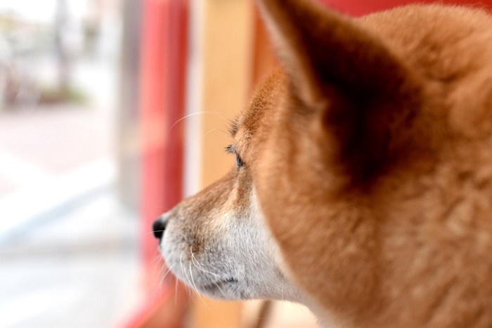 窓から外を監視する犬