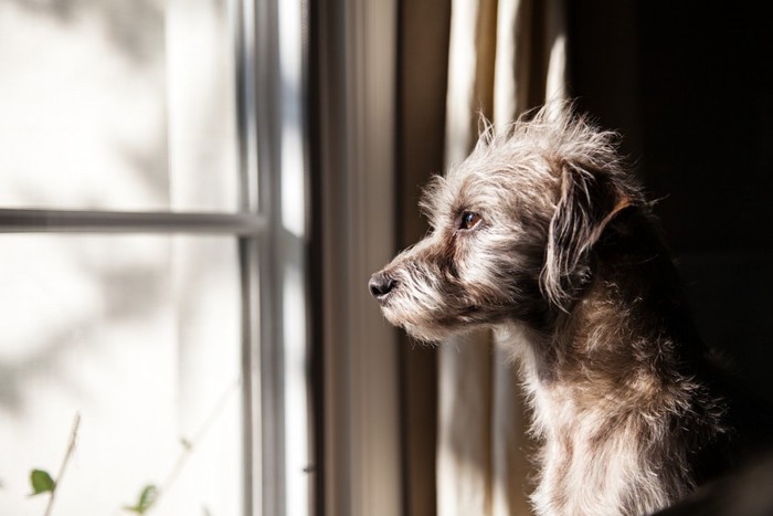 窓の外を眺めるグレーの犬