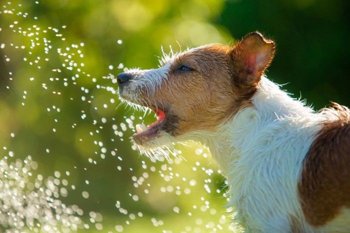 水を浴びる犬