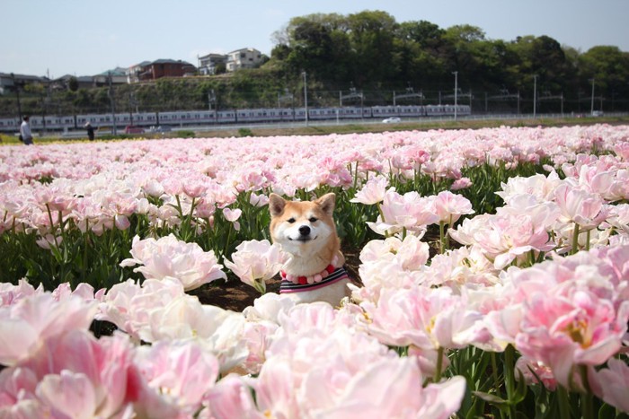 花に囲まれる犬