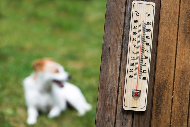 温度計とと犬