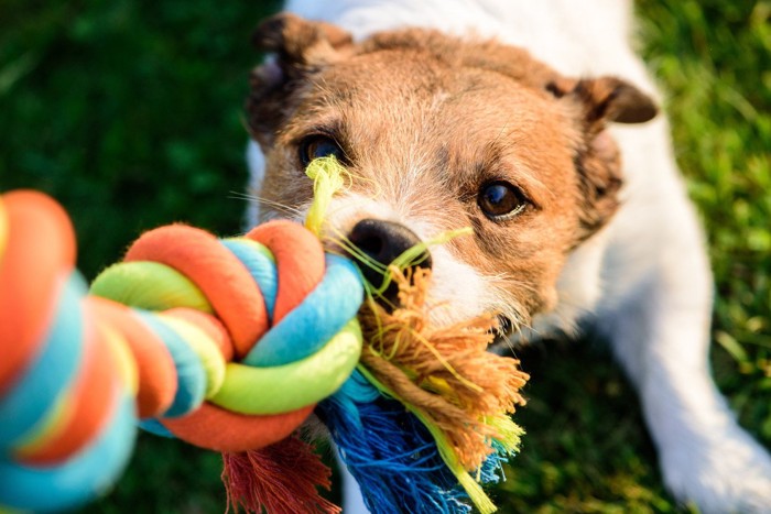 ロープ系のおもちゃを引っ張る犬