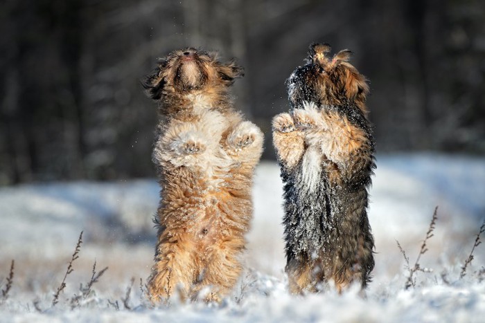 雪の上で並んで立ち上がる二頭の犬