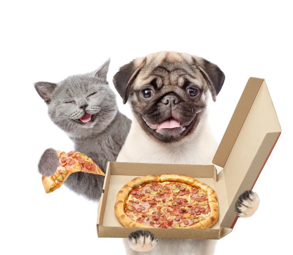 ピザを持ったパグと猫