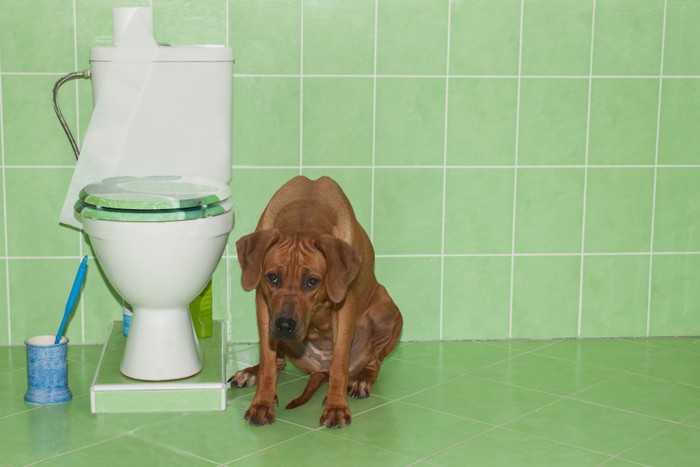トイレの横に座る犬