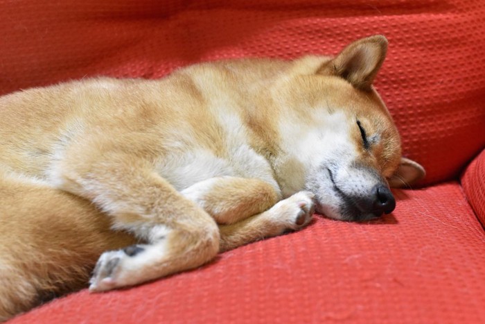 赤いソファーで眠る柴犬