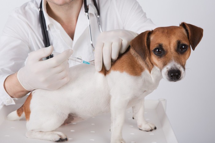 ワクチンを打たれる犬