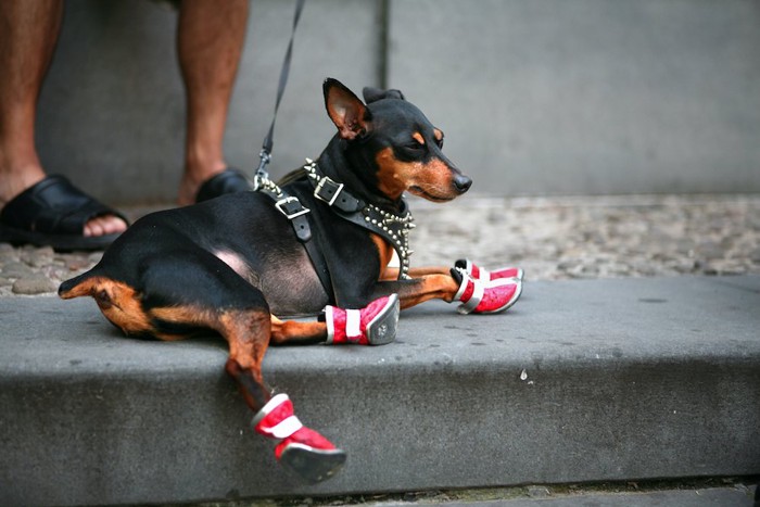 散歩中に一休みする赤い靴を履いた犬
