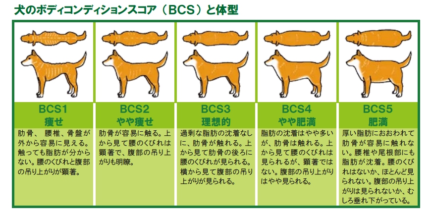 BCSの表