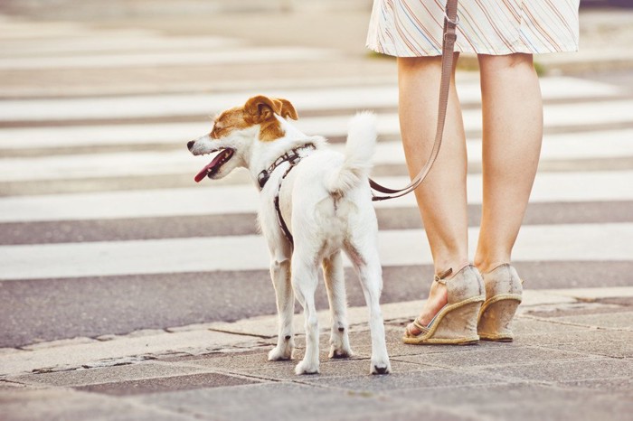 横断歩道、待つ犬と女性の足元
