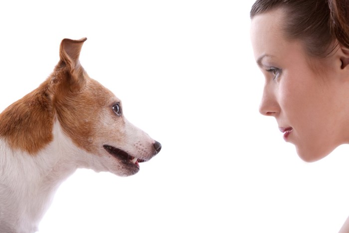 見つめ合う犬と女性