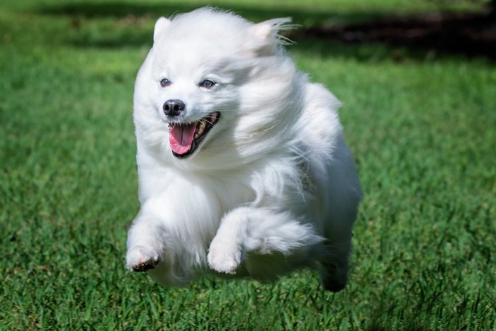 芝生を走ってる白い犬