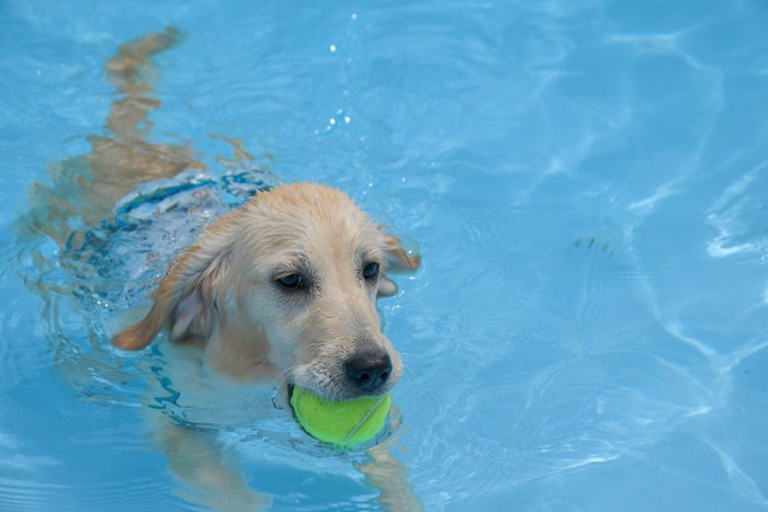 ボールを咥えてプールで泳ぐ犬