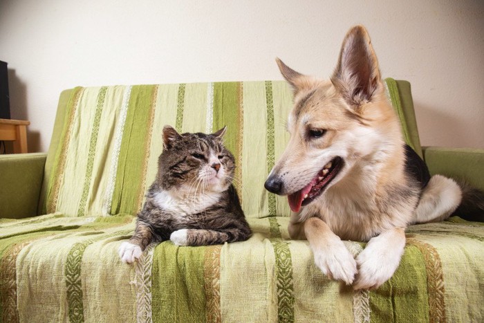 仲良く並んだ犬と猫